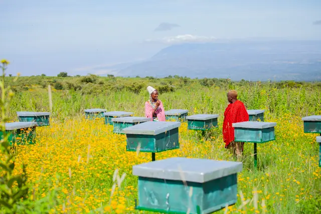 Asali Project, photo 3 of 13